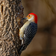 Illustration for article titled Nature’s Perfect Design: Scientists Believe That Studying Woodpeckers Could Totally Revolutionize The Way We Bash Trees Apart With Our Heads To Find Bugs